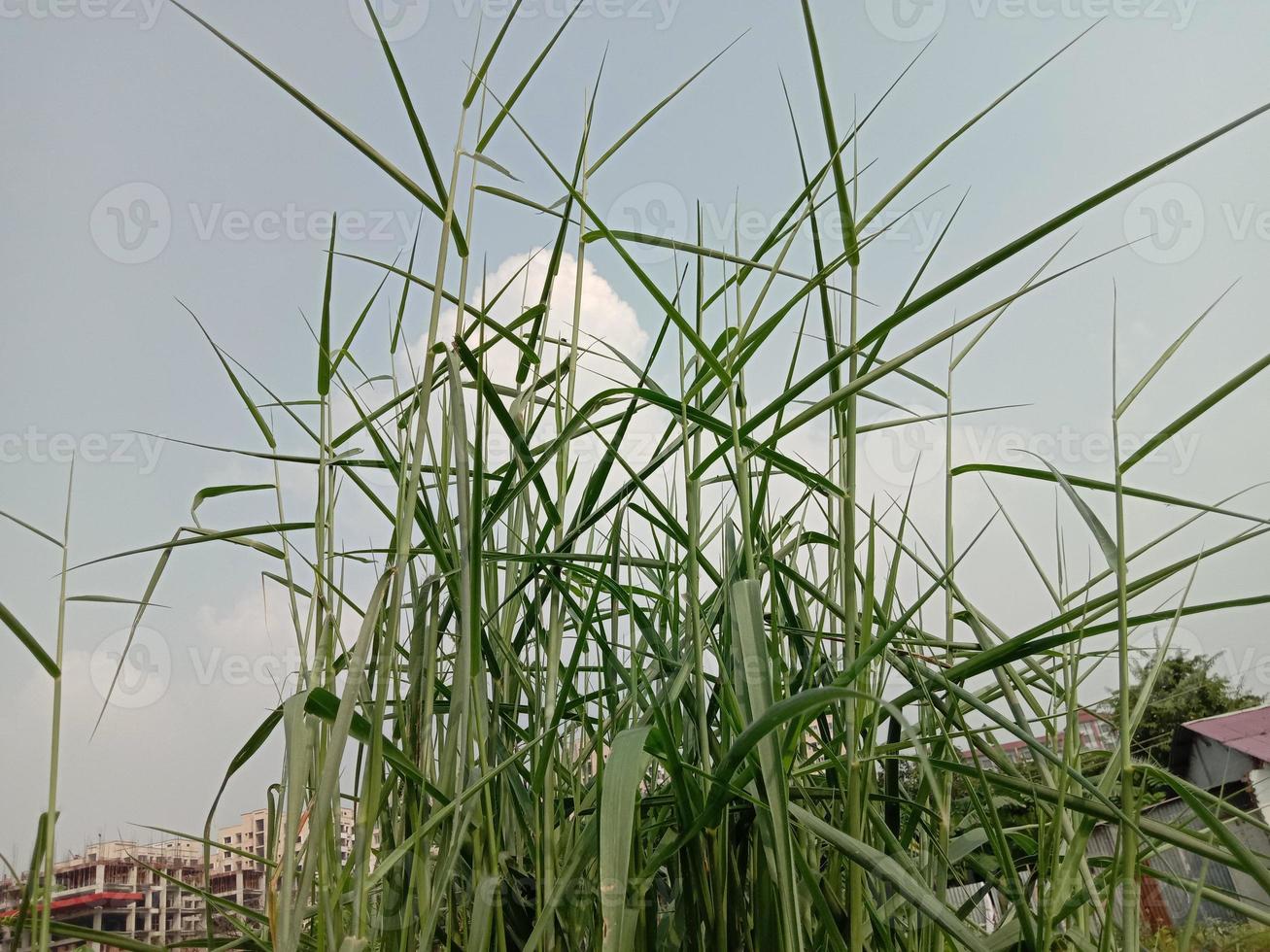 erba di colore verde e vista del cielo foto