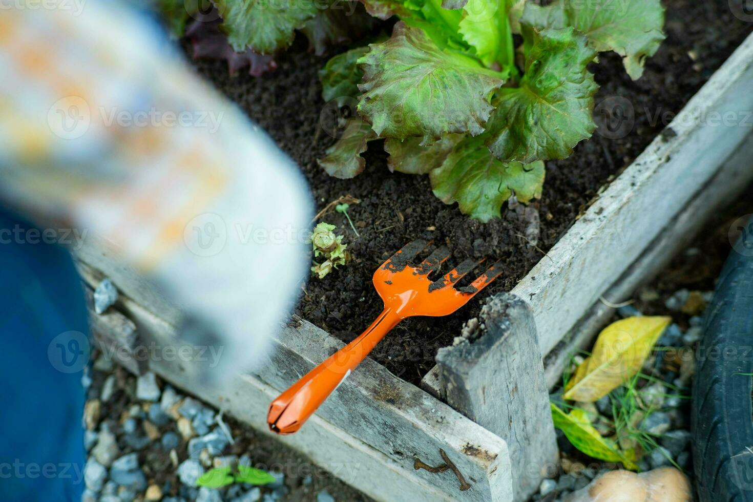 giovane asiatico donna contadino Lavorando nel biologico giardino verdure. donna raccolta fresco lattuga nel giardino. Riccio verde le foglie di verde lattuga in crescita nel un' giardino. foto