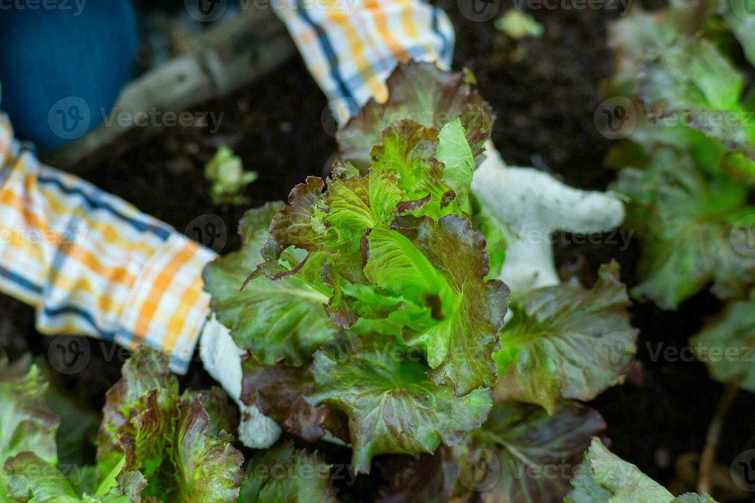 giovane asiatico donna contadino Lavorando nel biologico giardino verdure. donna raccolta fresco lattuga nel giardino. Riccio verde le foglie di verde lattuga in crescita nel un' giardino. foto