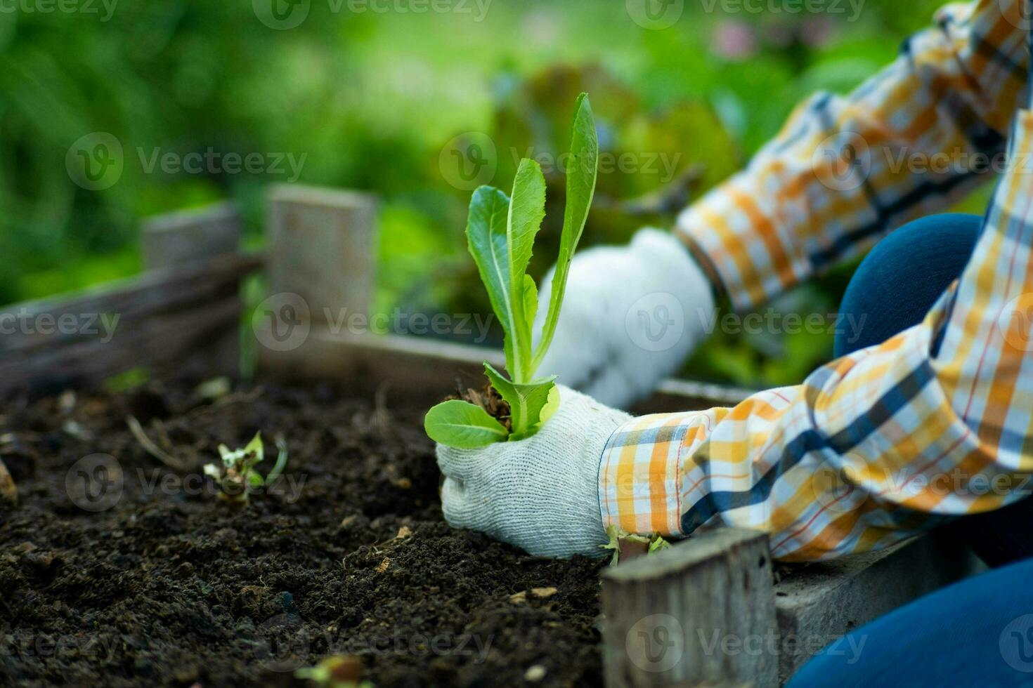 giovane asiatico donna contadino Lavorando nel biologico giardino verdure. donna piantare verde insalata nel primavera. Riccio verde le foglie di verde lattuga in crescita nel un' giardino. foto