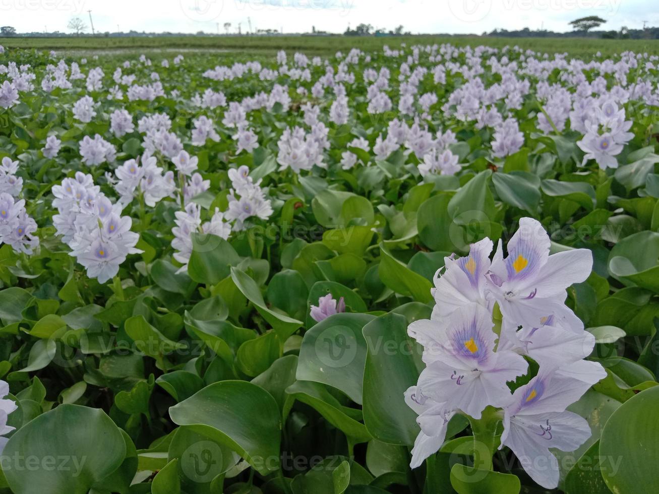 fiore di kochuri pana di colore viola e bianco foto