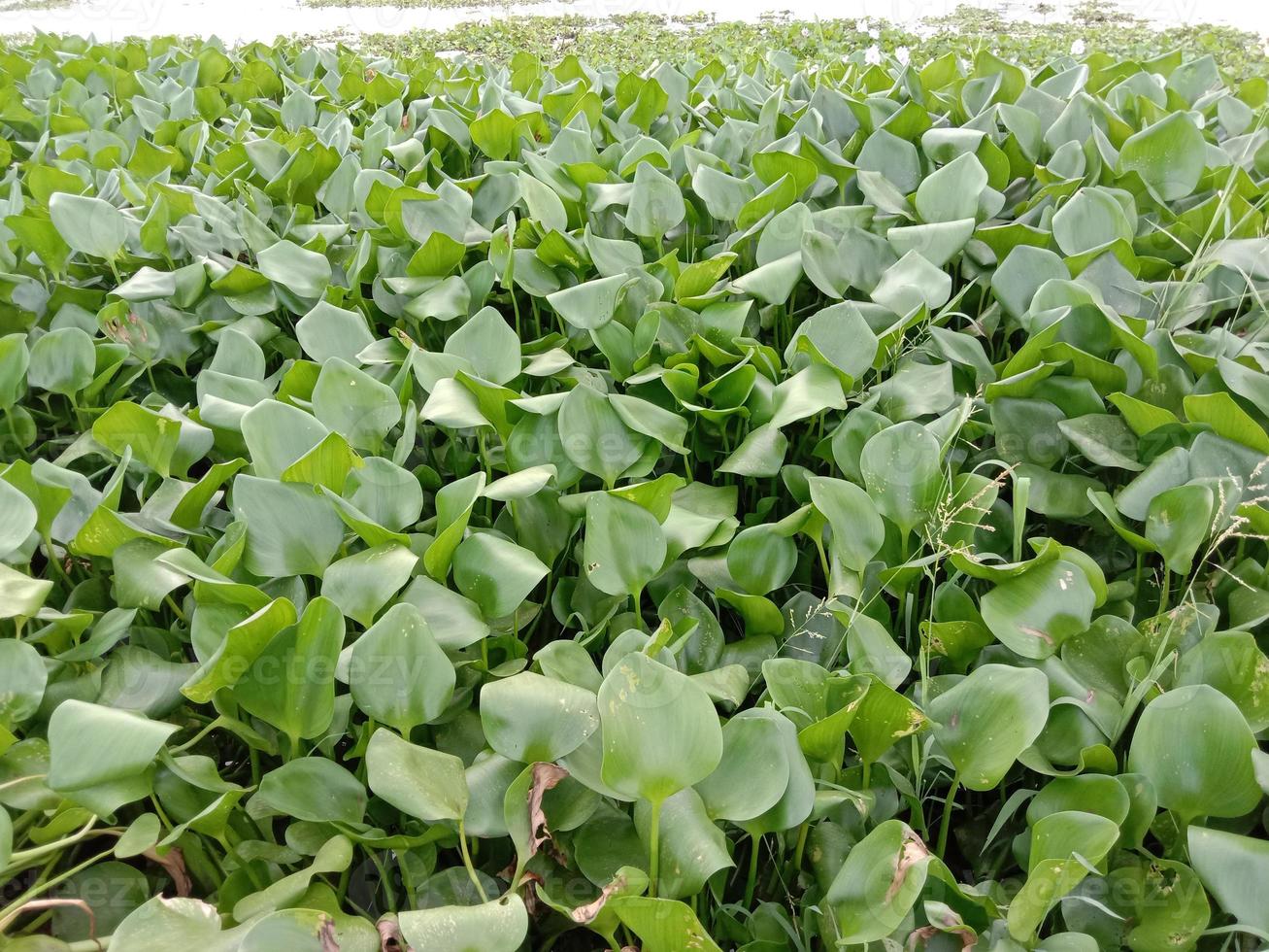 brodo di kochuri pana di colore verde foto