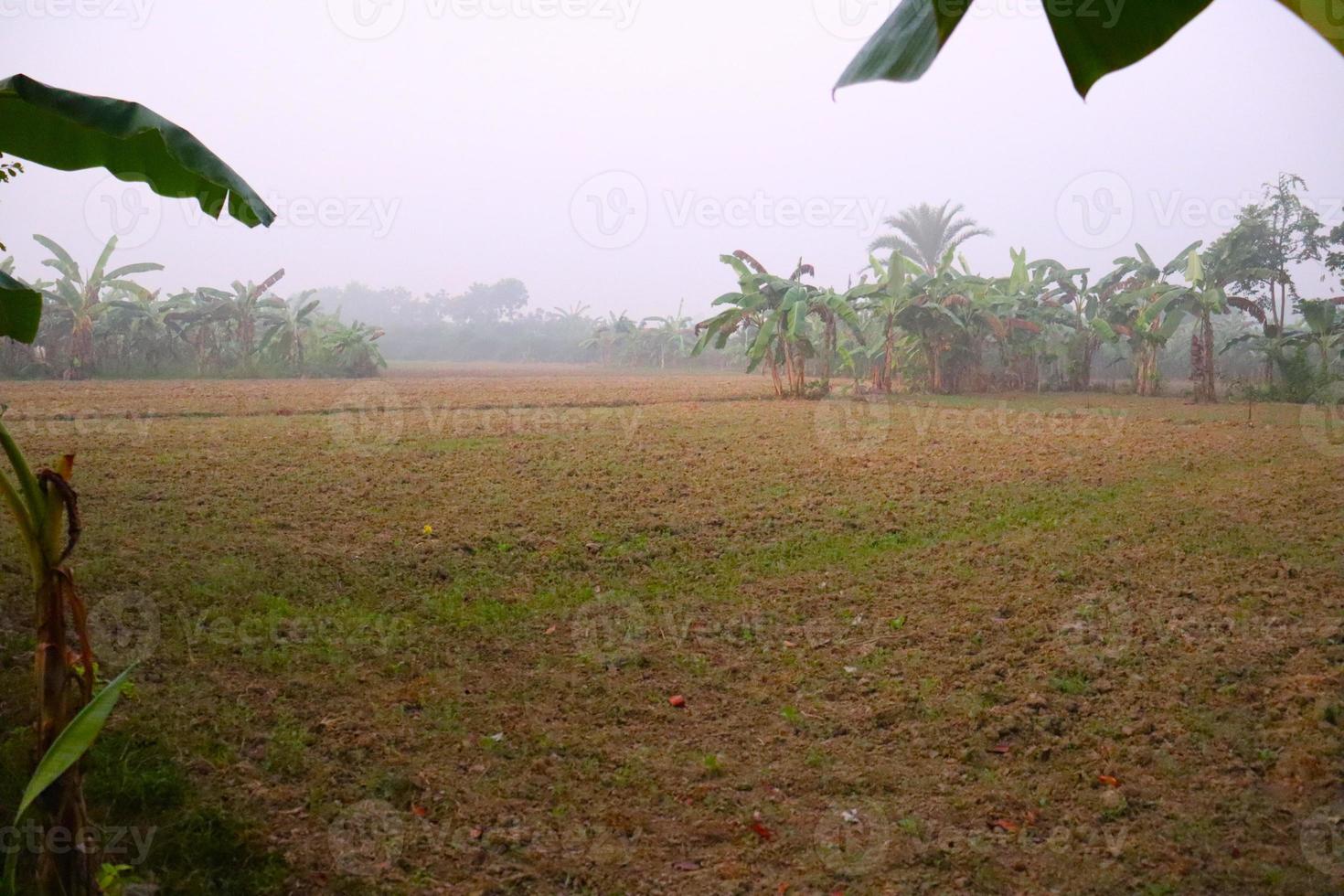 campo verde e cielo grigio foto