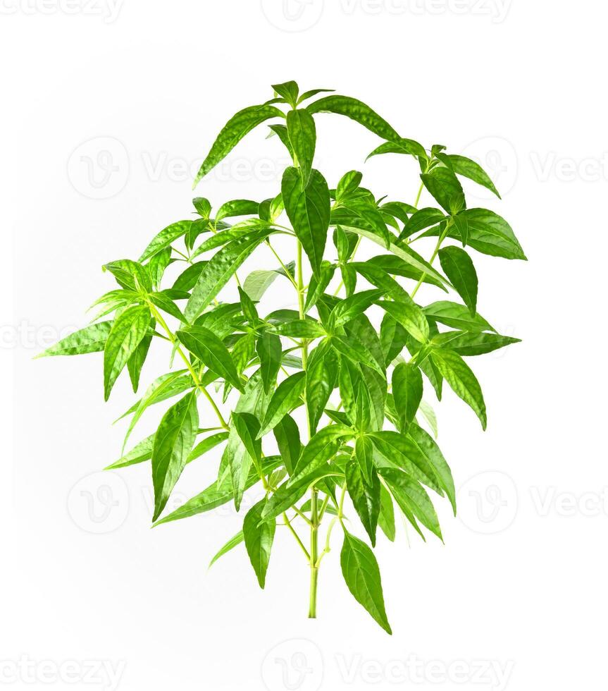 andrografo paniculata pianta su bianca sfondo foto