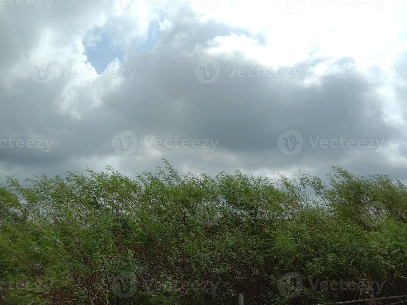 cielo blu con una bellissima natura verde green foto