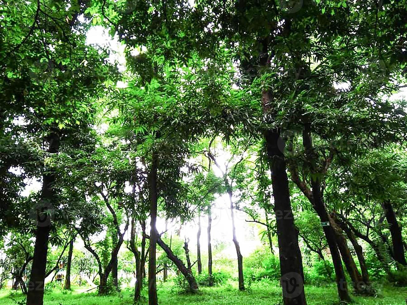 pianta dell'albero in giardino con la natura foto