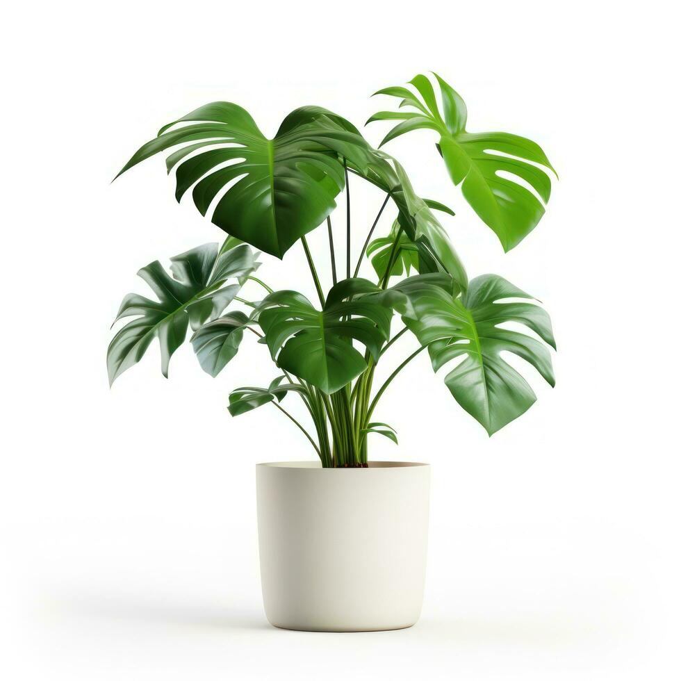 Monstera pianta nel bianca pentola isolato foto