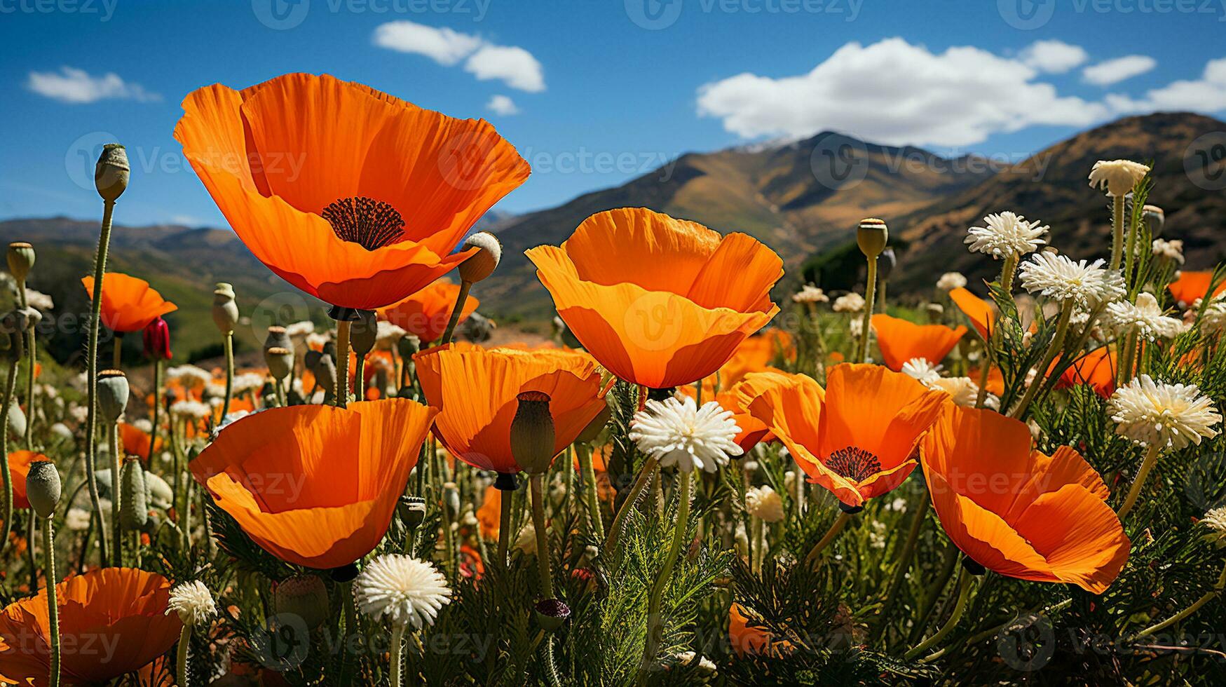 bellezza di un' colorato Fiore di campo campo foto