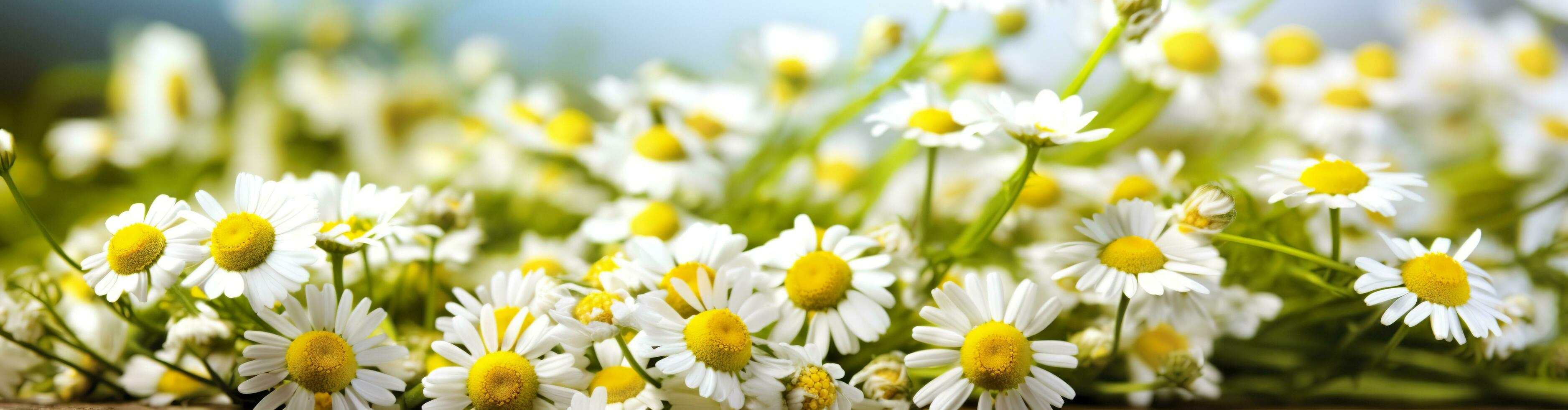 camomilla fiore per un' striscione. generativo ai foto