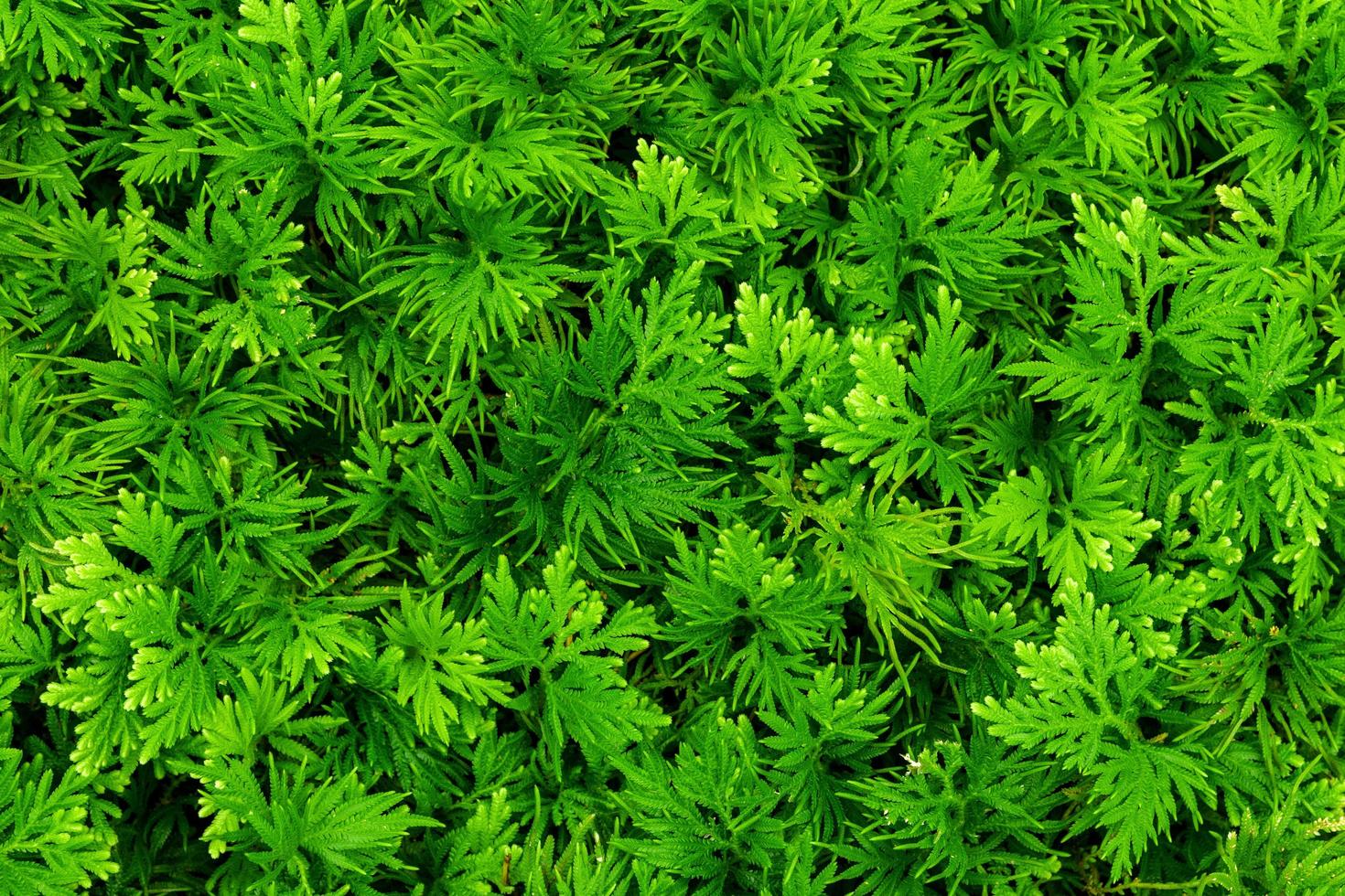 la natura lascia il verde dello sfondo di felce in giardino in primavera. sfondo astratto naturale fogliame tropicale scuro. foto