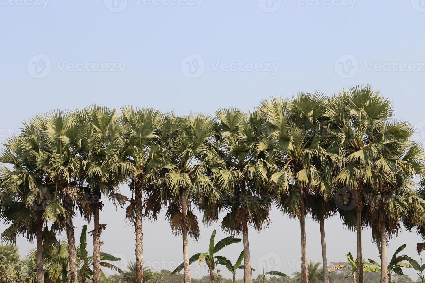 stock di palma di colore verde foto