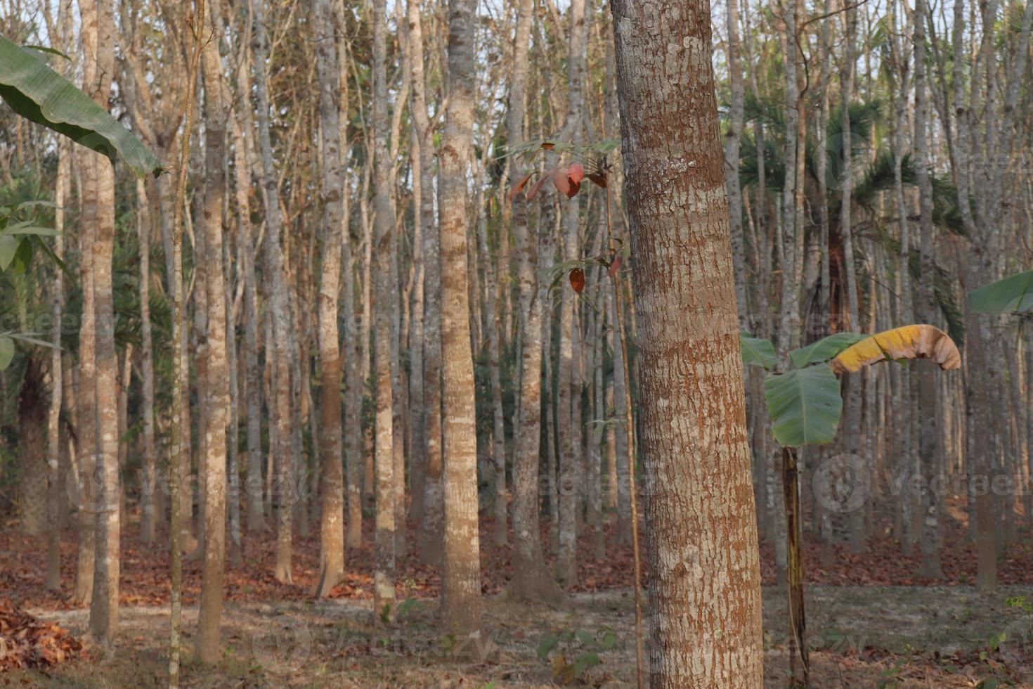 pianta di albero nella foresta per affari foto