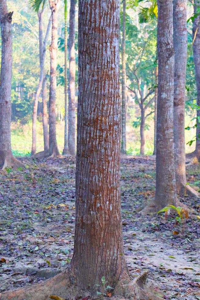 primo piano della pianta dell'albero sulla foresta foto