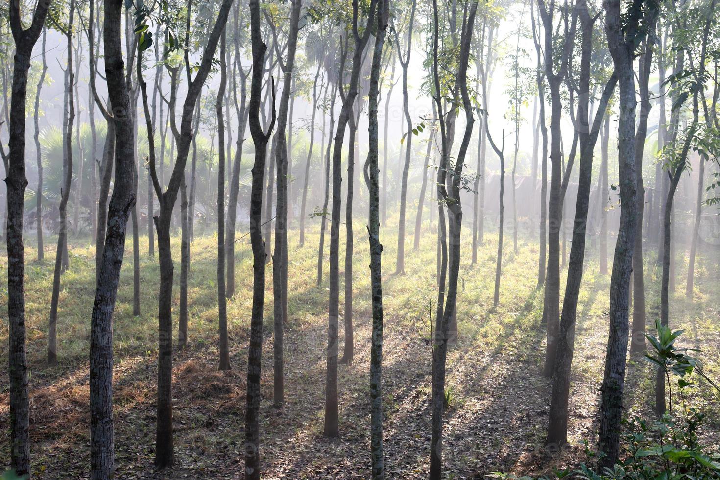 primo piano della pianta dell'albero sulla foresta foto