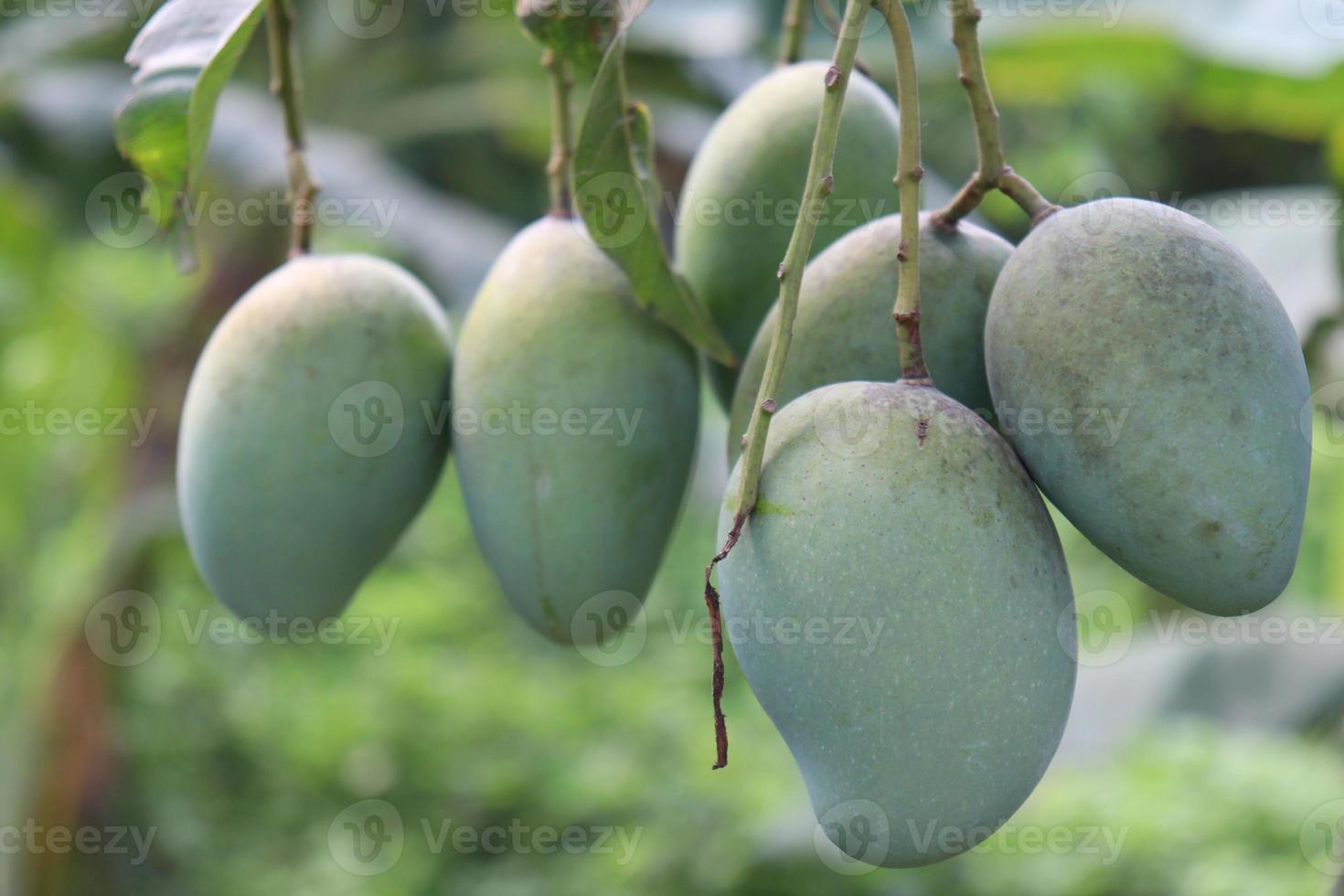 mango crudo verde sull'albero nell'azienda foto