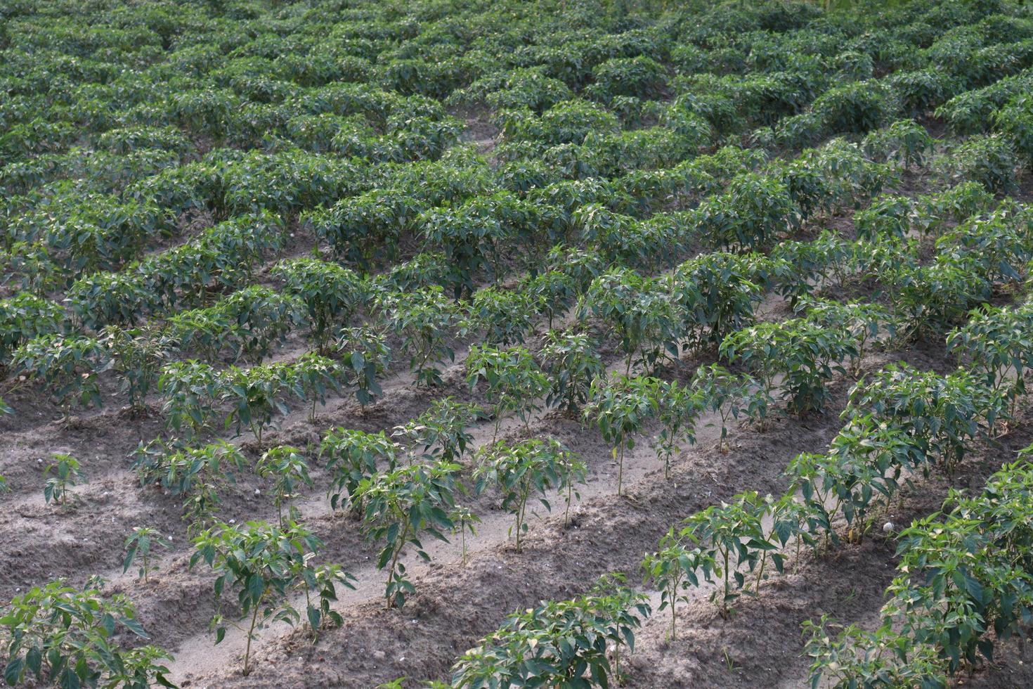 azienda di peperoncino di colore verde foto