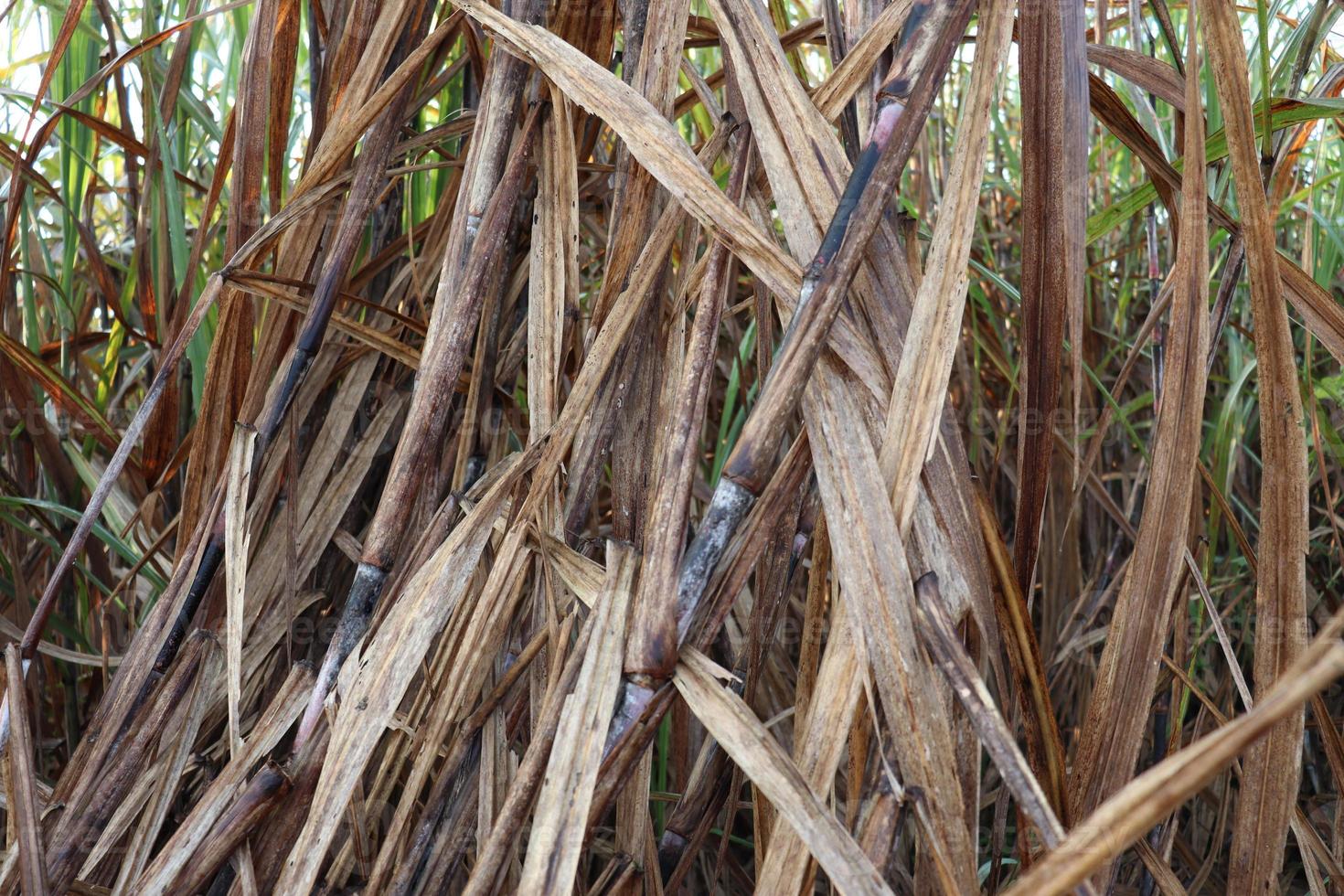 primo piano della ditta di canna da zucchero sul campo per il raccolto foto