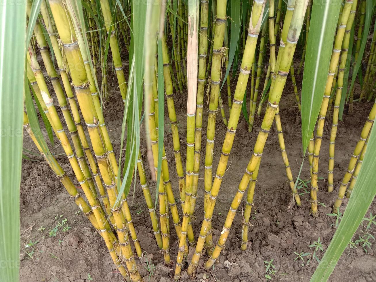 di canna da zucchero di colore giallo gustosa e salutare foto