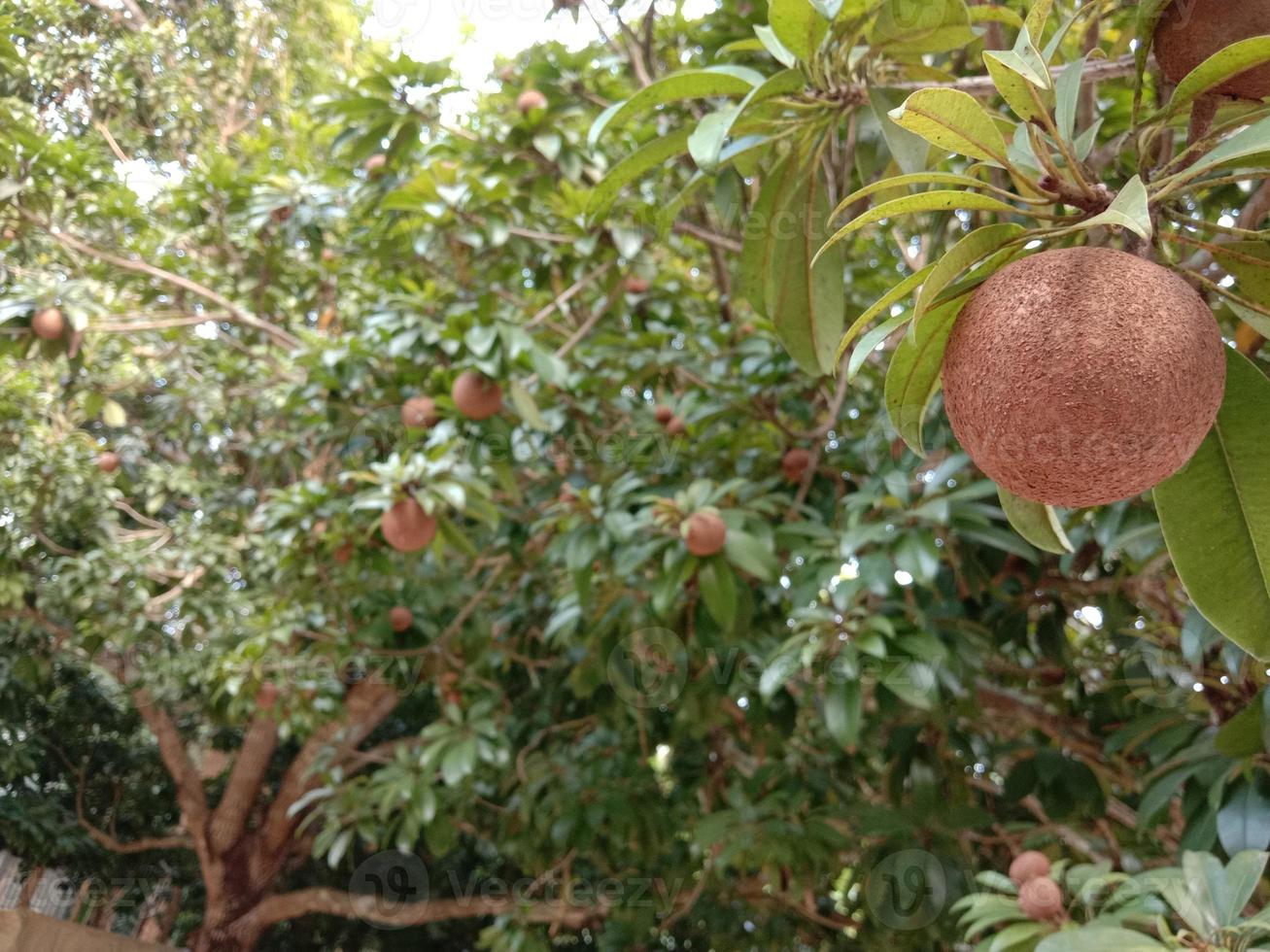 primo piano di sapodilla sull'albero in fattoria foto