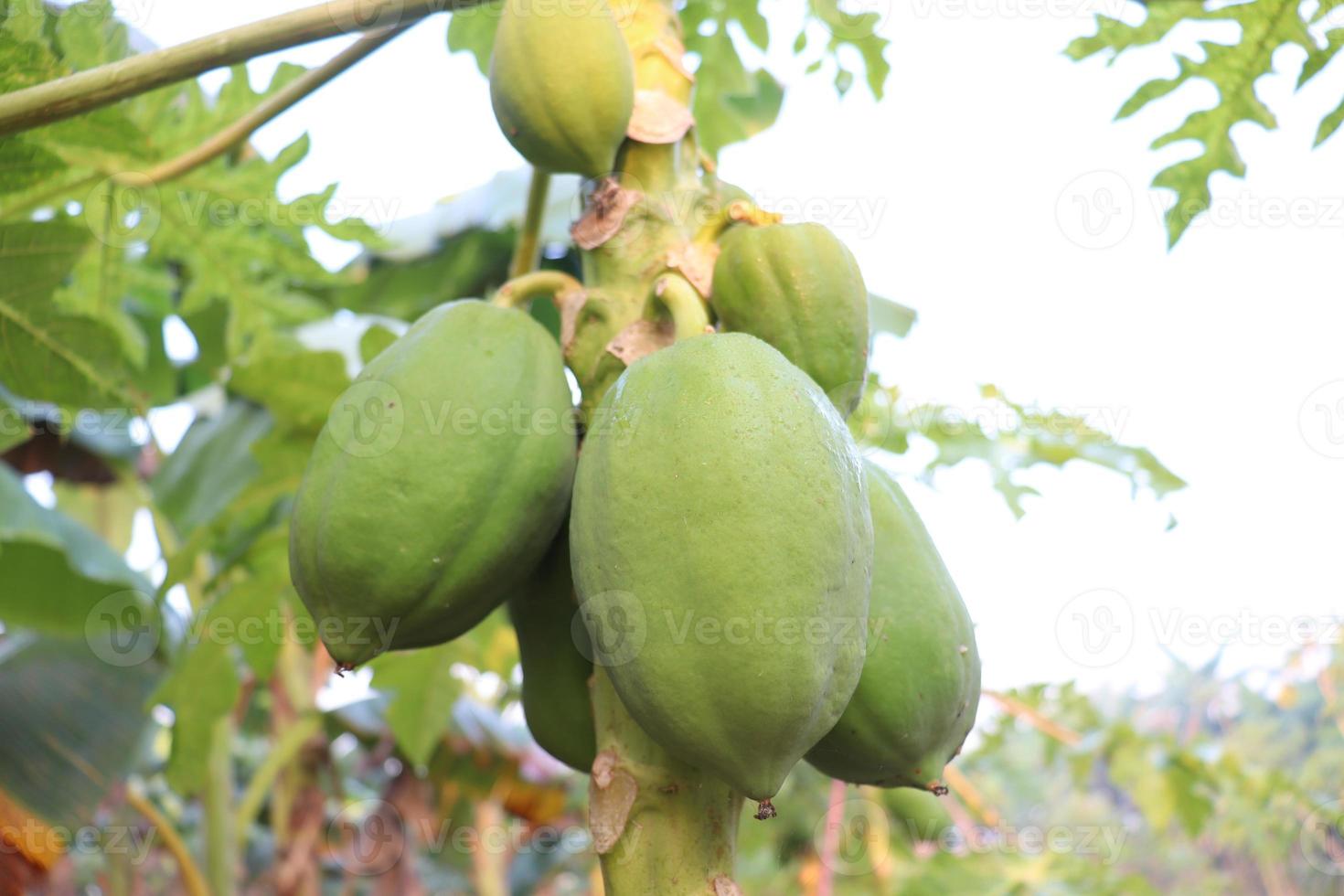 brodo di papaya crudo verde sano foto