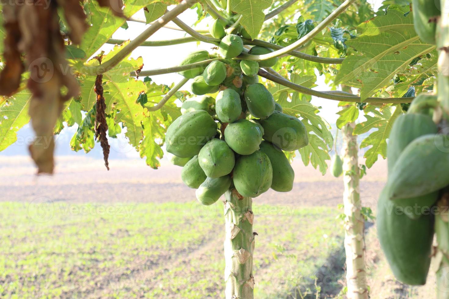 brodo di papaya crudo verde sano foto