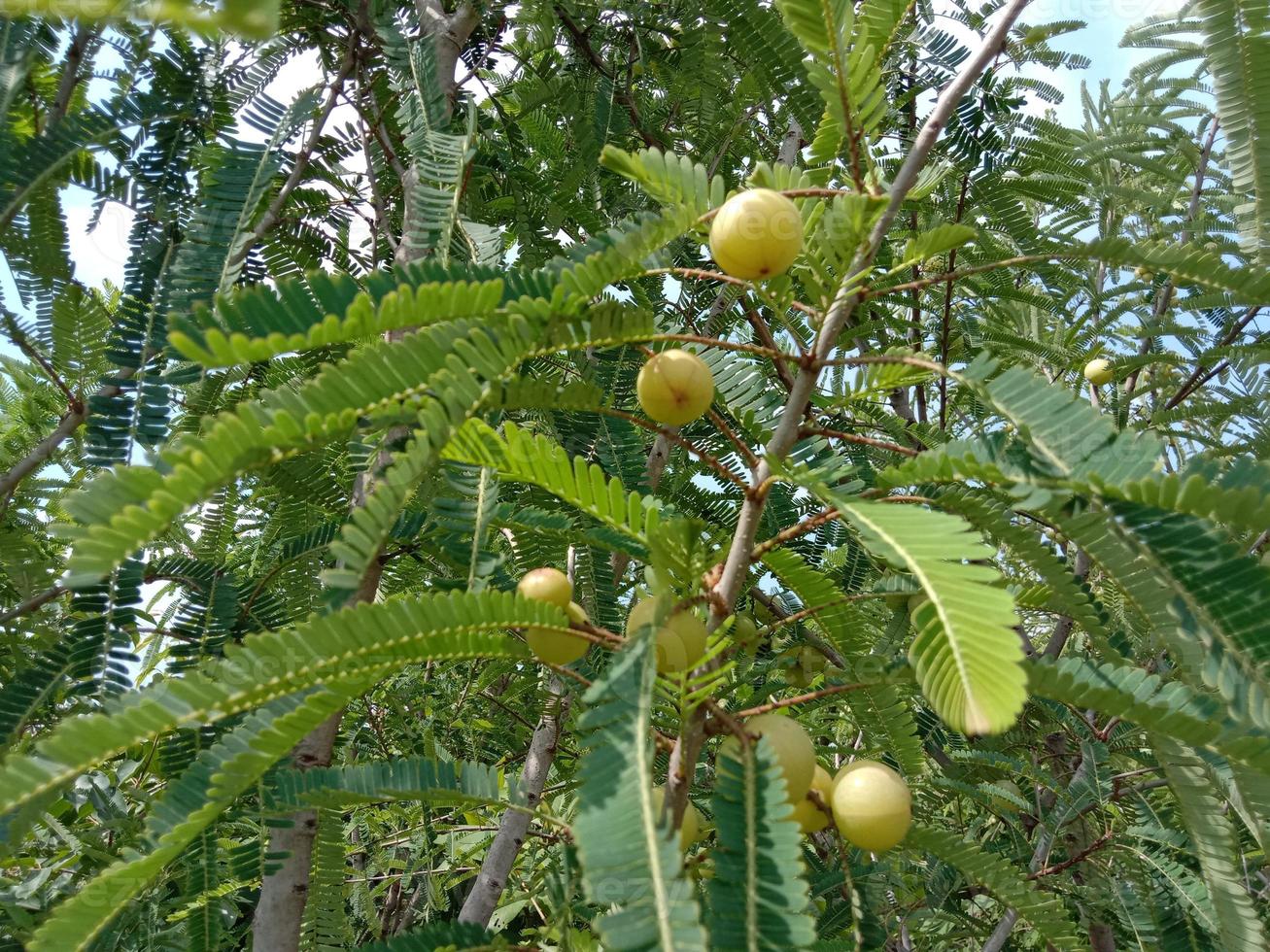 primo piano gustoso e sano di uva spina foto