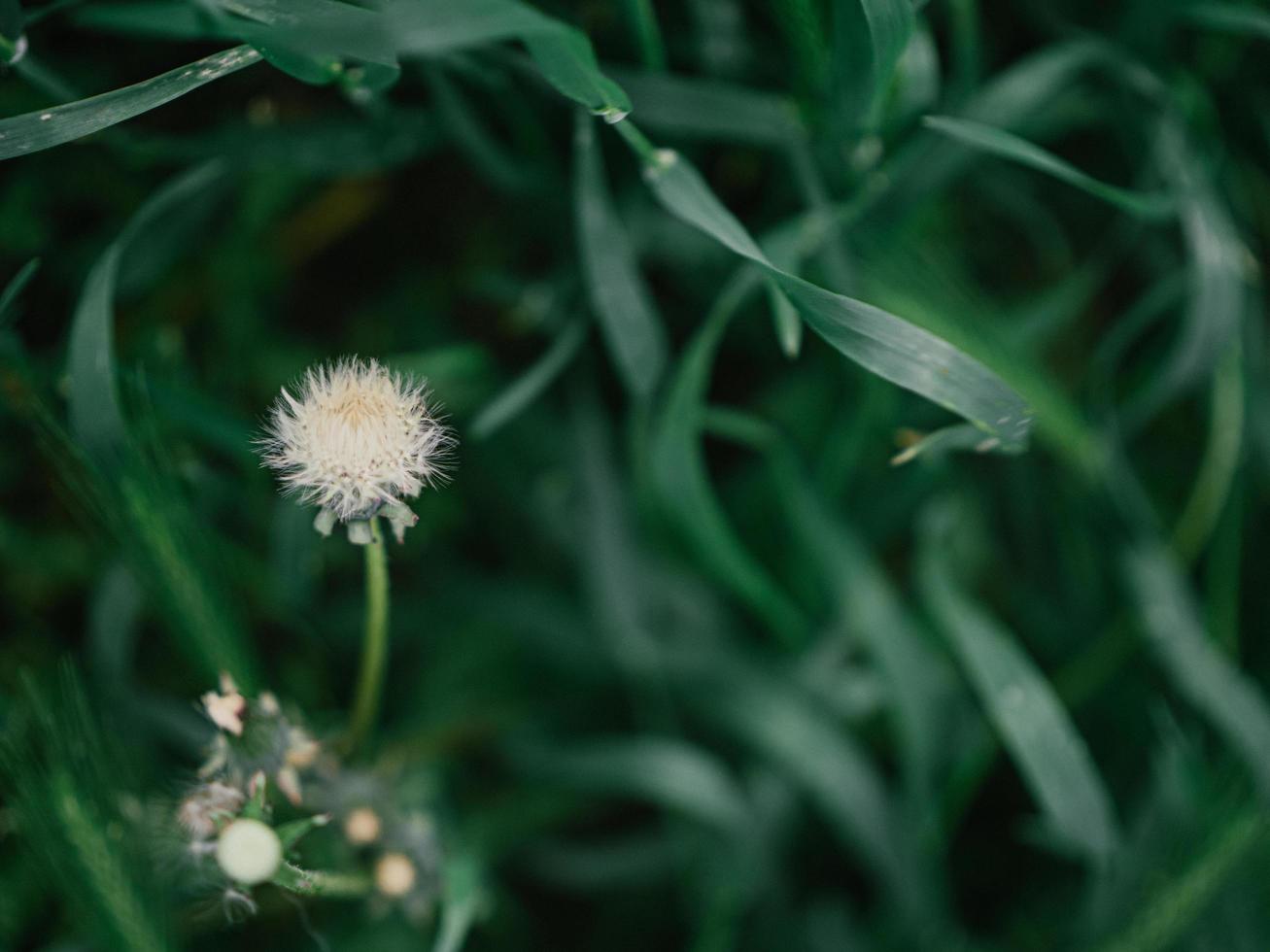 fiore di tarassaco bianco nell'erba verde foto