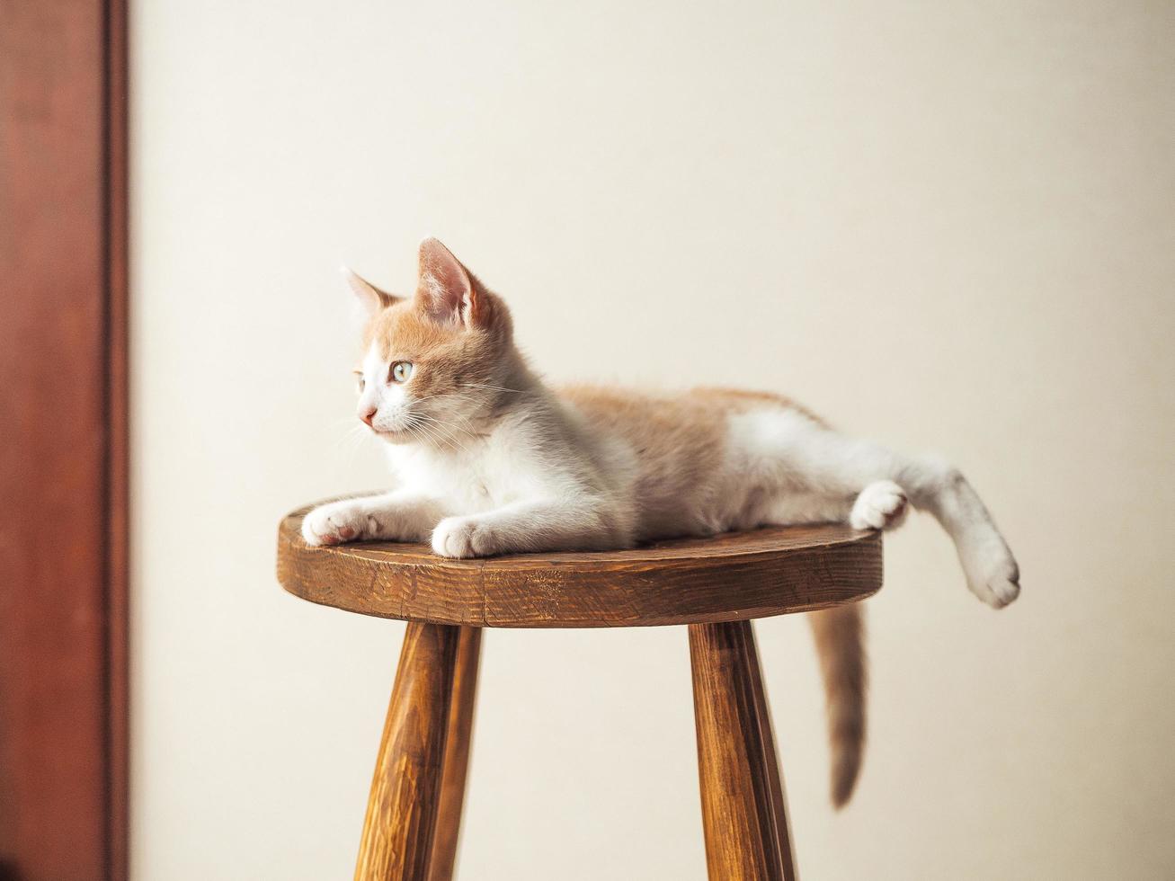 giovane gattino con bellissimi occhi azzurri su una sedia di legno foto