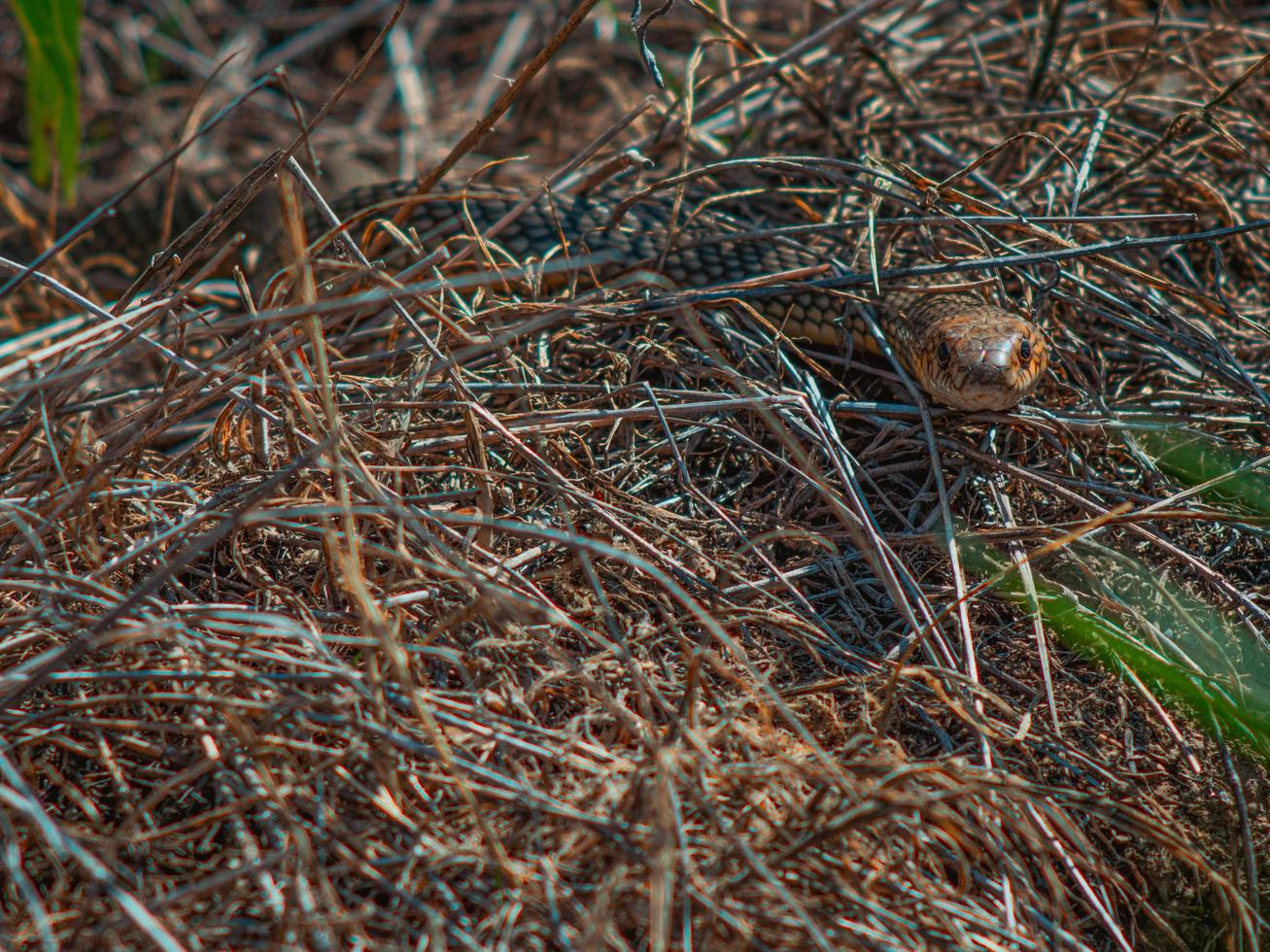 serpente nella fitta erba secca. vipera nella foresta foto