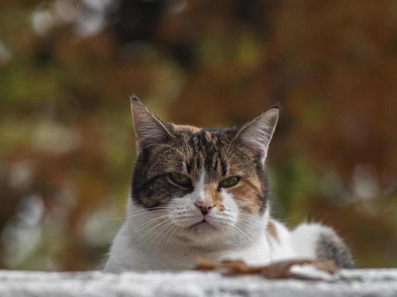 gatto macchiato di strada sulla strada d'autunno foto