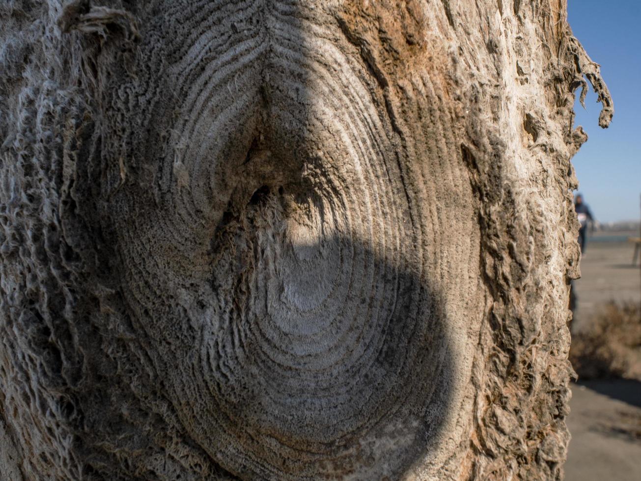 vecchia struttura di legno e superficie di legno naturale. bellissimo sfondo di legno naturale. foto