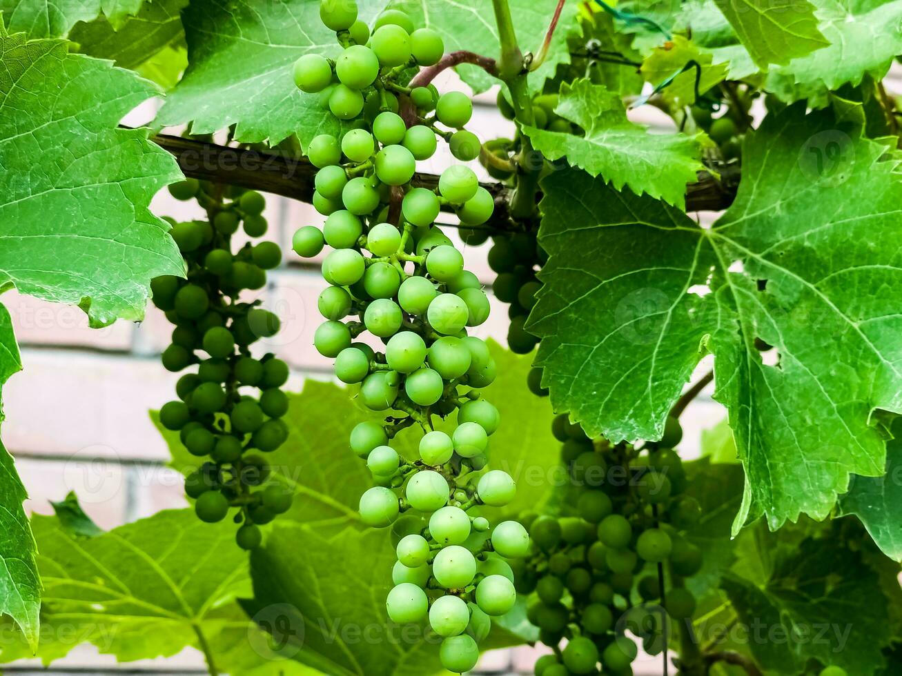 acerbo uva crescere su il cespugli. grappoli di vino uva siamo pieno con succo. foto