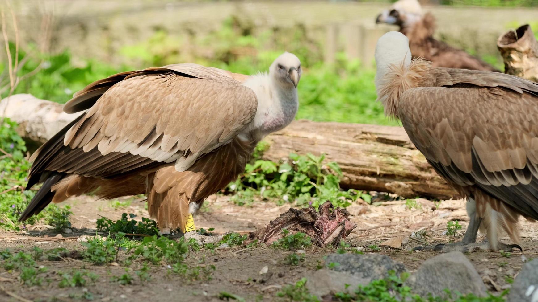 avvoltoio africano che mangia carne di animale morto nello zoo foto