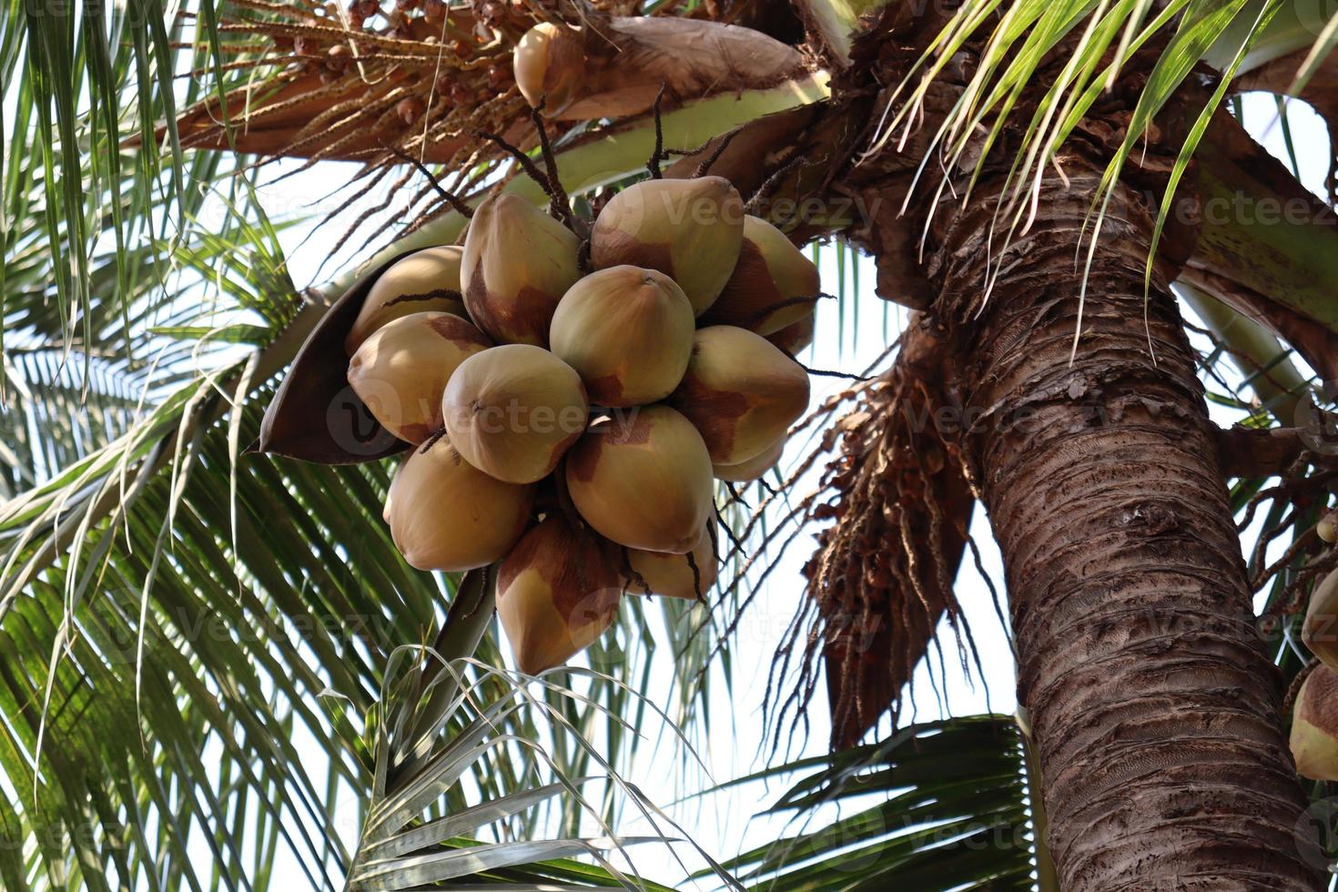 brodo di cocco maturo sull'albero foto