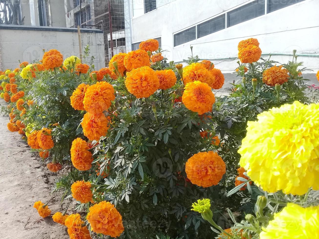 bel fiore di colore giallo sul giardino foto