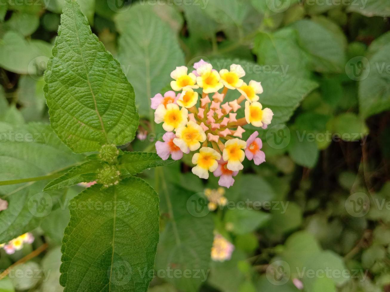 fiore misto di colore giallo e rosa foto