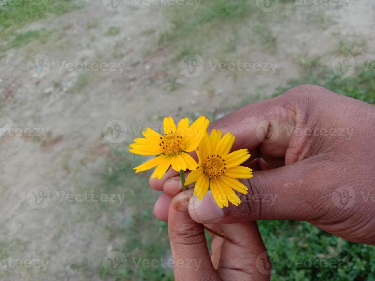 primo piano bellissimo fiore di colore giallo foto