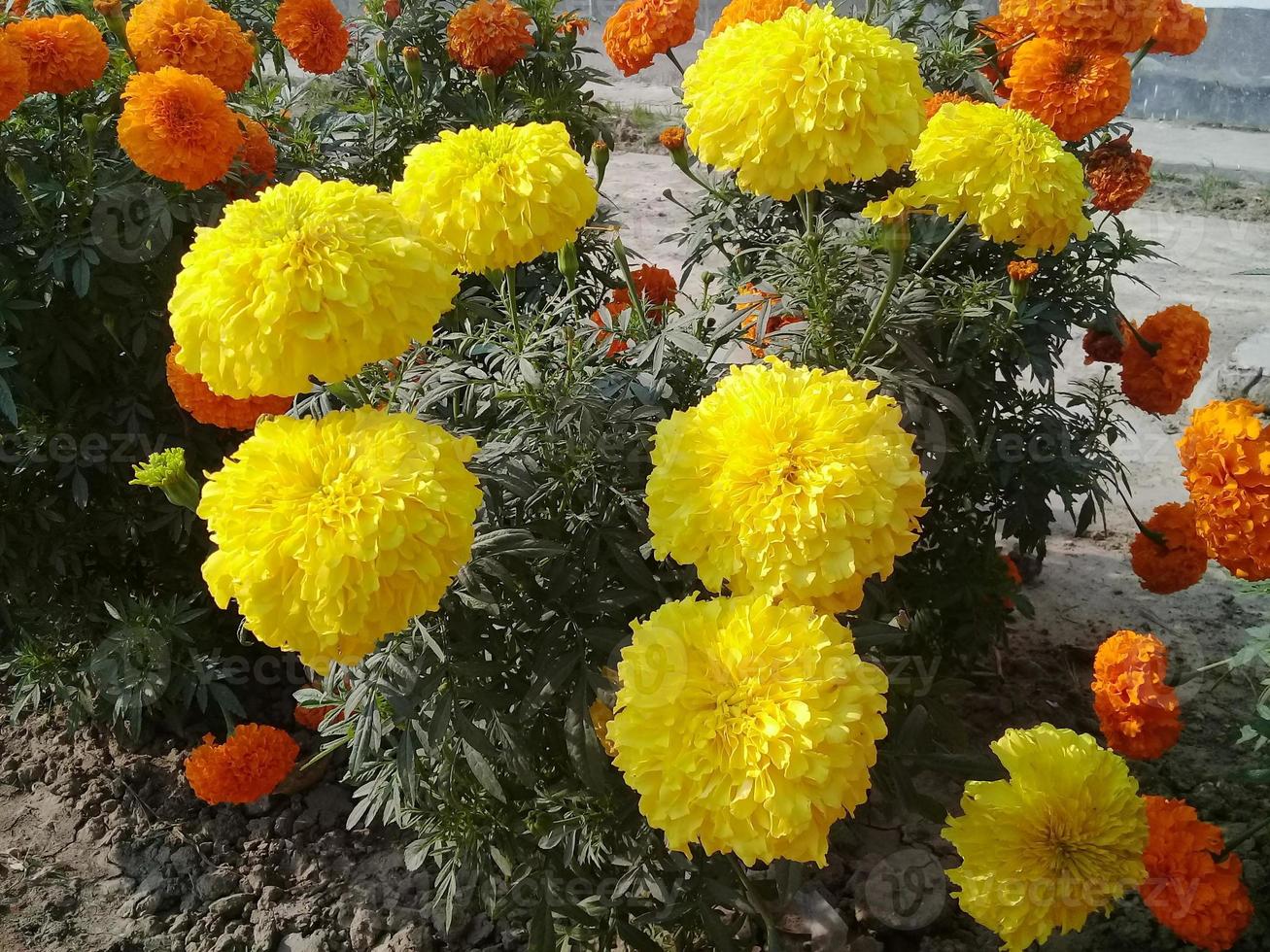 bel fiore di colore giallo sul giardino foto