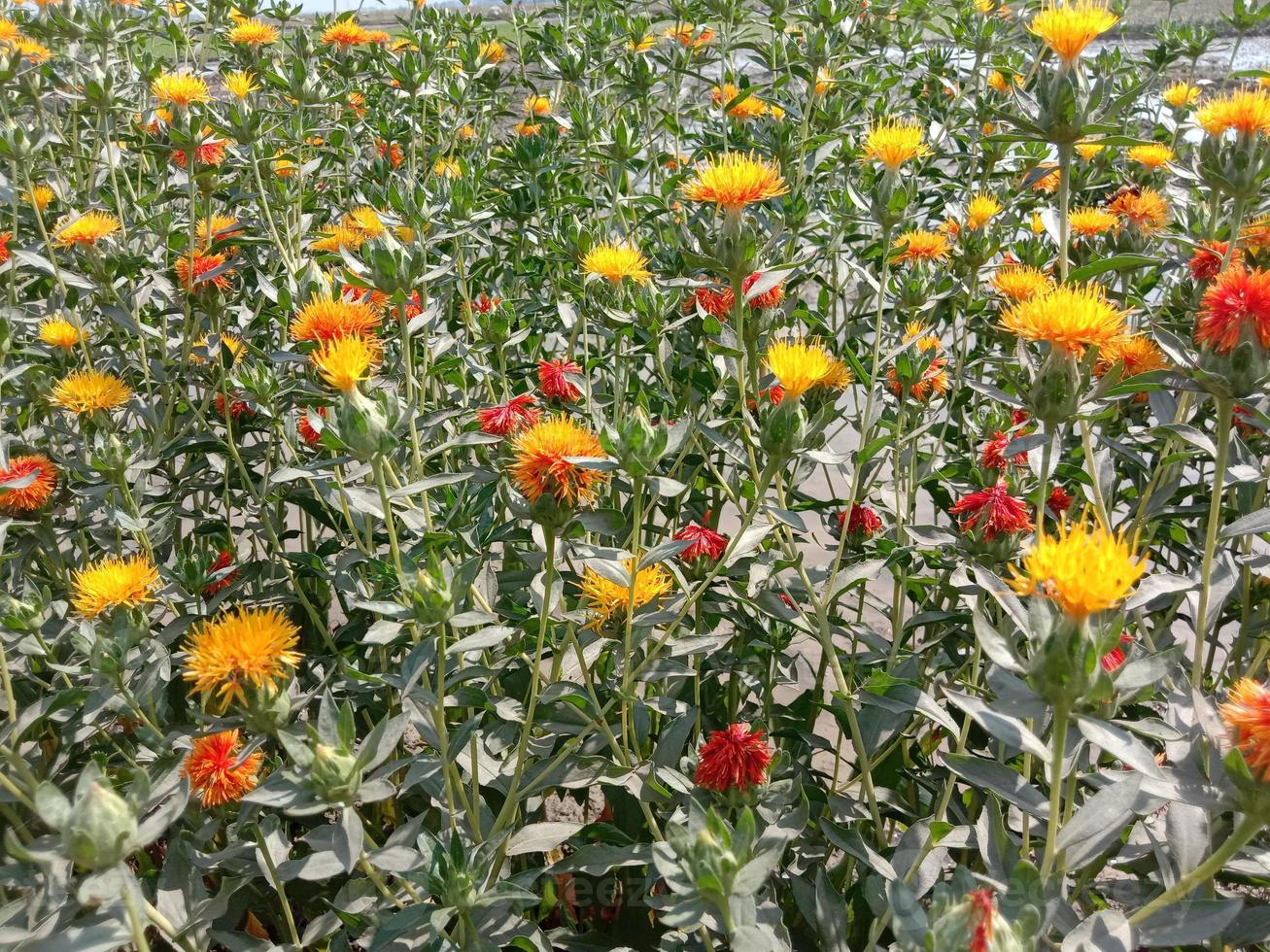 primo piano bellissimo fiore di colore giallo foto