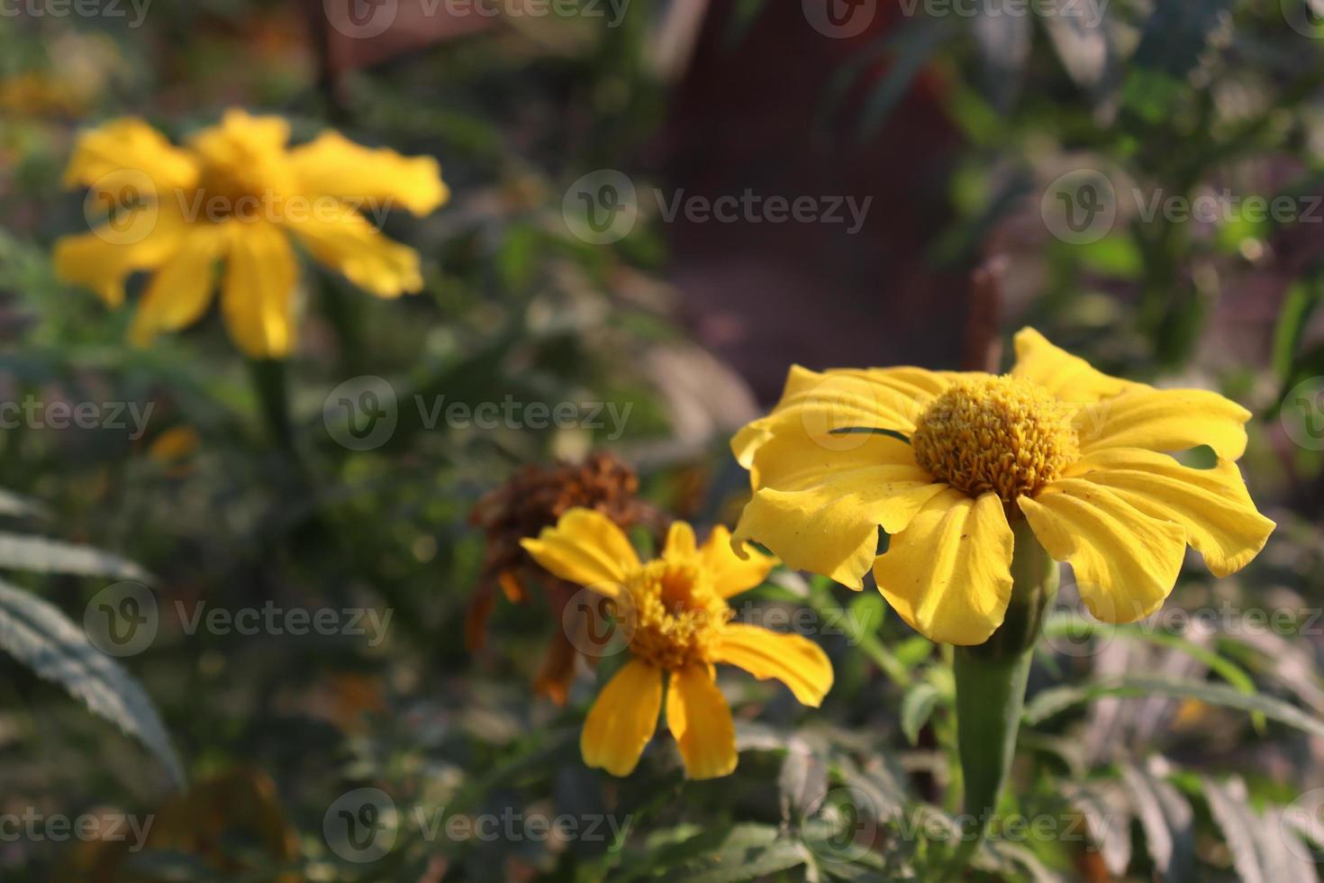 primo piano bellissimo fiore di colore giallo foto