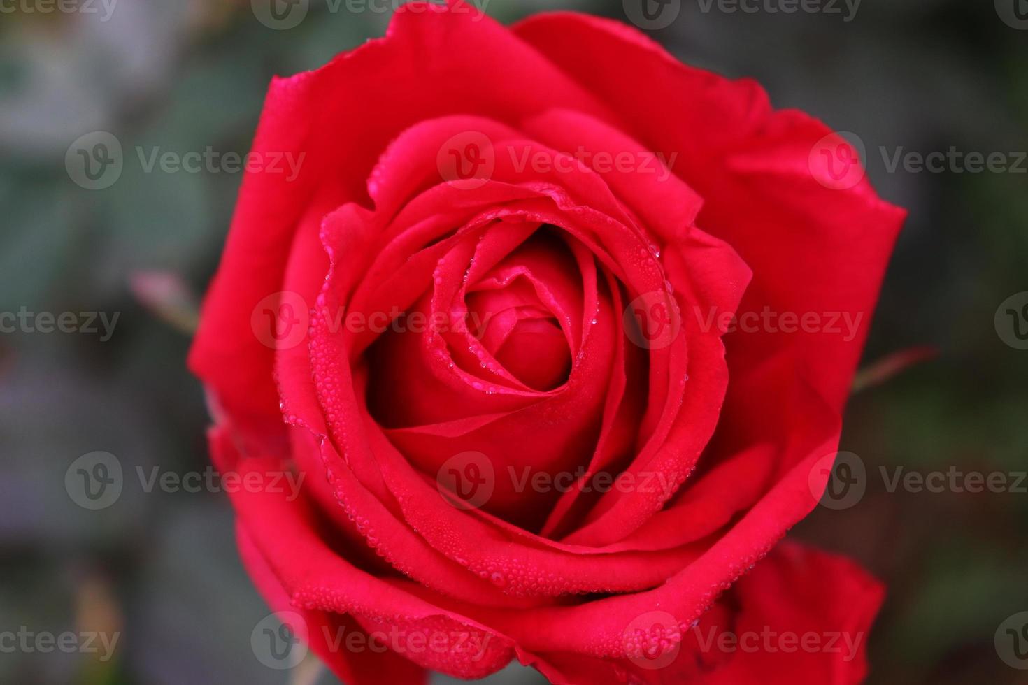 primo piano rosa di colore rosso in azienda foto