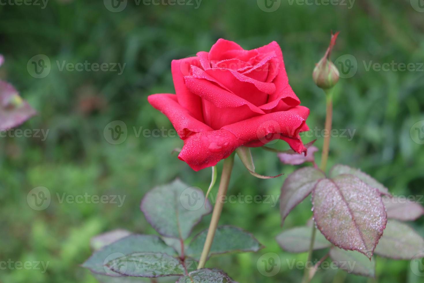 primo piano rosa di colore rosso in azienda foto