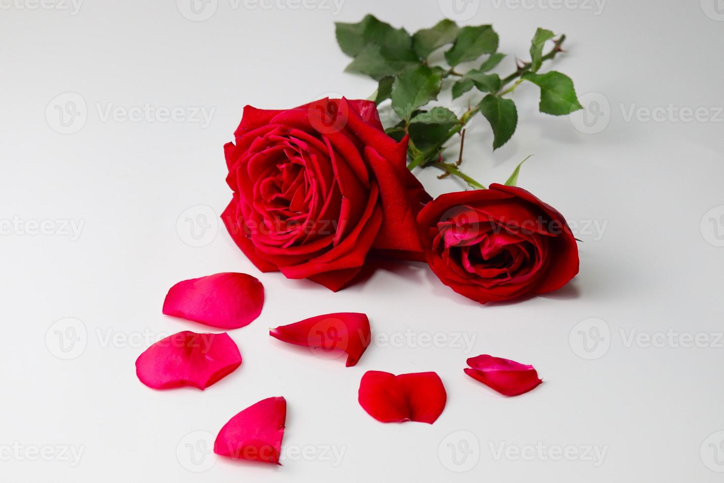 primo piano della rosa rossa con il petalo foto