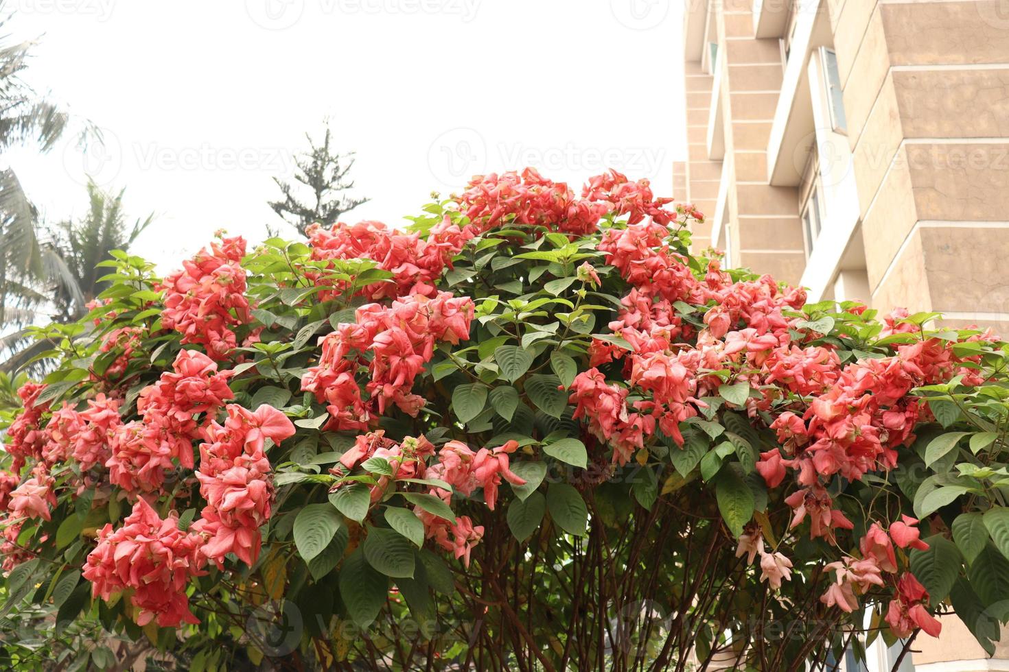 fiore rosa sull'albero foto