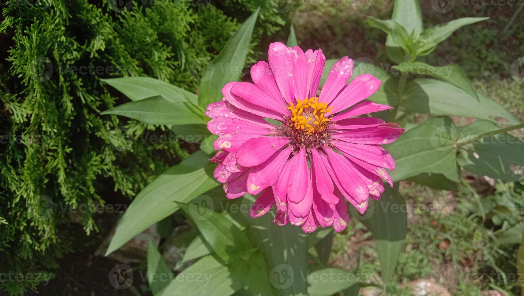 fiore di colore rosa con albero verde foto