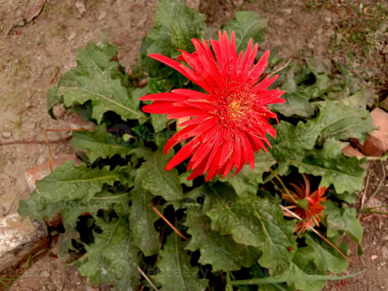 fiore rosa sull'albero foto