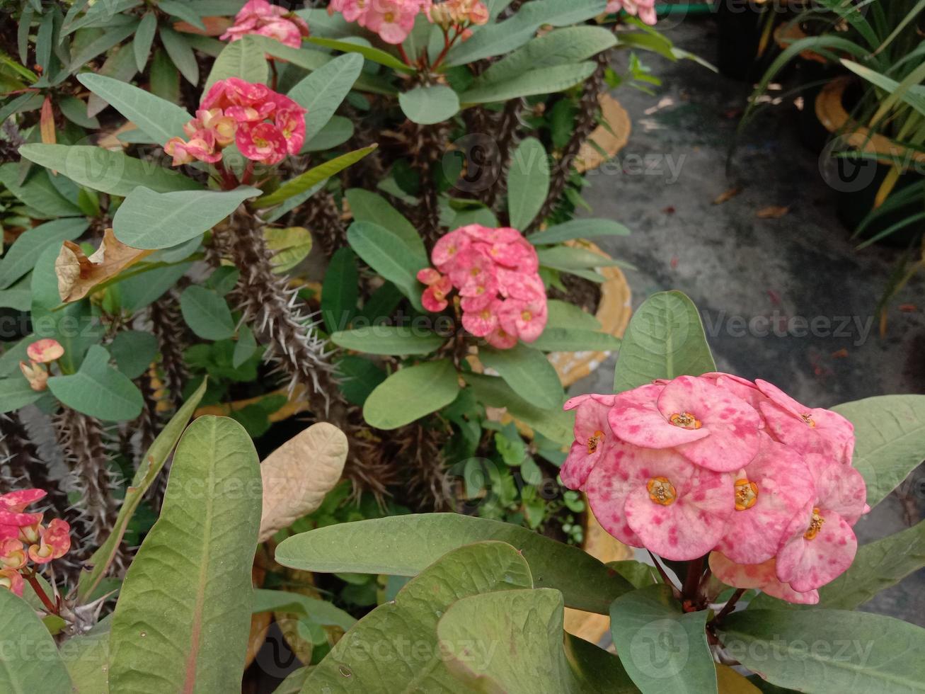 fiore di colore rosa con albero verde sul giardino foto