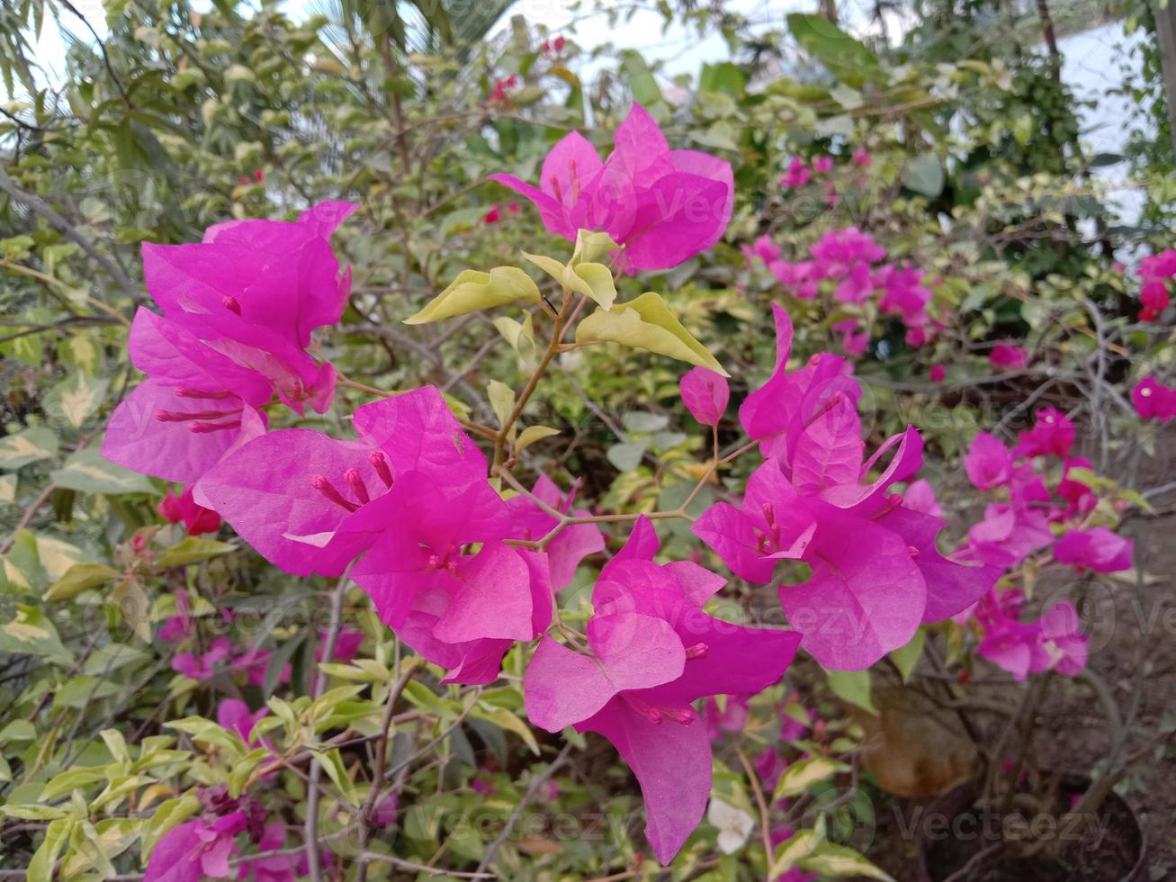 fiore rosa sull'albero foto