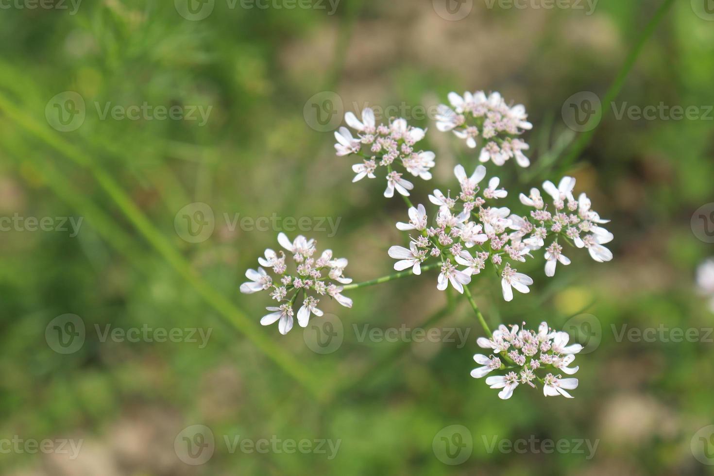 fiore di coriandolo e raccolto su fermo foto