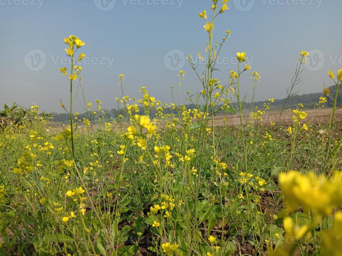 fiore di senape di colore giallo solido foto